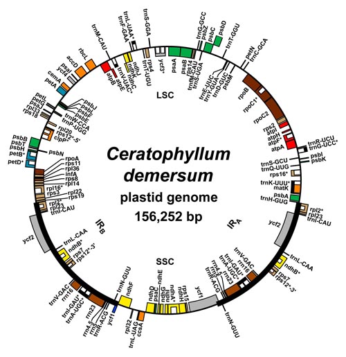 plastid genome map
