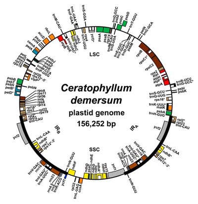 plastid genome map