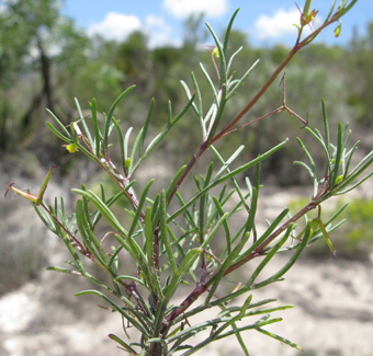 Dicranocarpus parviflorus