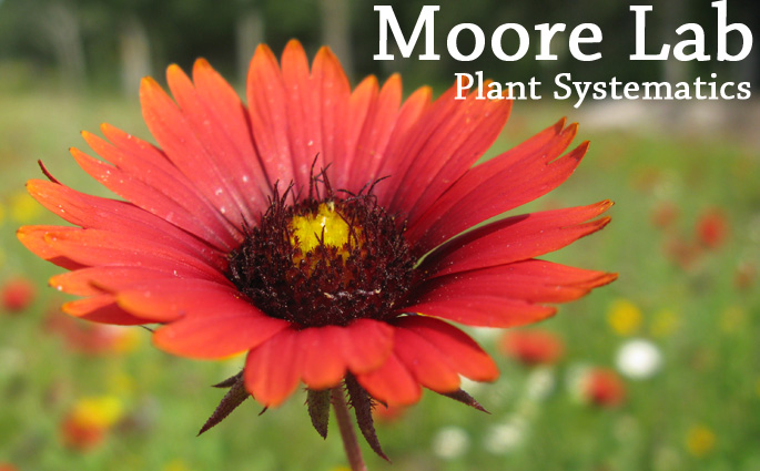 Moore lab home image