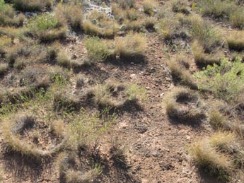 Sporobolus nealleyi