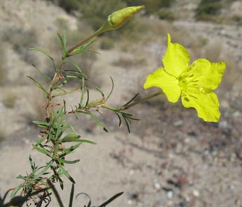 Calylophus filifolius