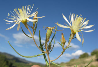 Mentzelia perennis