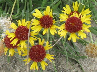 Gaillardia multiceps