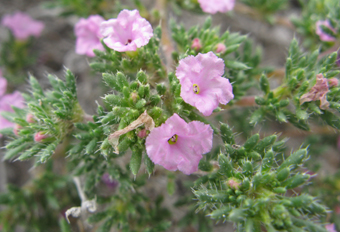 Tiquilia hispidissima
