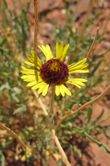 Gaillardia pinnatifda