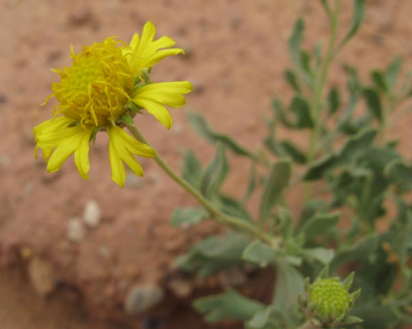 Gaillardia spathulata