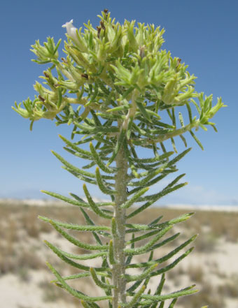 Nama carnosum
