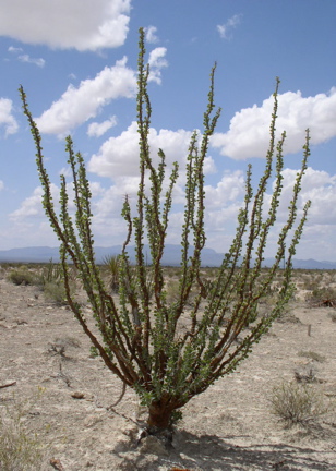 Fouquieria shrevei