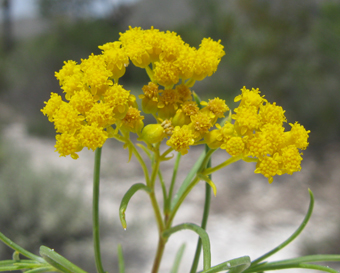 Sartwellia mexicana