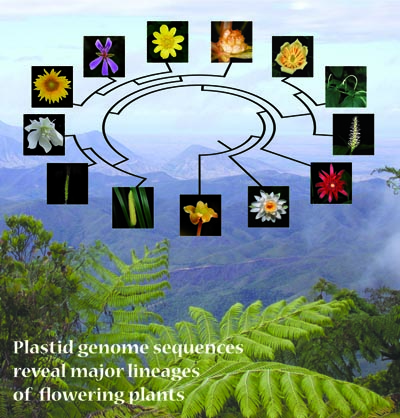 angiosperm phylogeny images