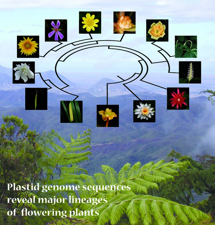 angiosperm circle tree