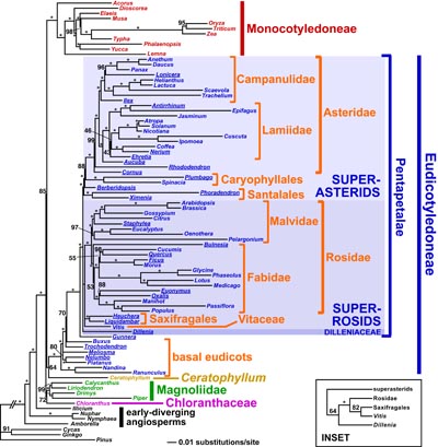 angiosperm plastid phylogeny